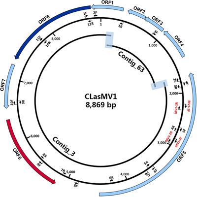 A Novel Microviridae Phage (CLasMV1) From “Candidatus Liberibacter asiaticus”